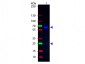Anti-Rat IgA (alpha chain)  (Fluorescein Conjugated) Secondary Antibody